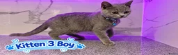 British Shorthair cats for sale: 🐾 Beautiful British Blue Kittens Available! 🐾💙 - Advert 13