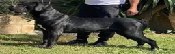 Cane Corso dogs for stud: Pure ICCF and FCI registered champion bloodline  in Isleworth - Advert 2