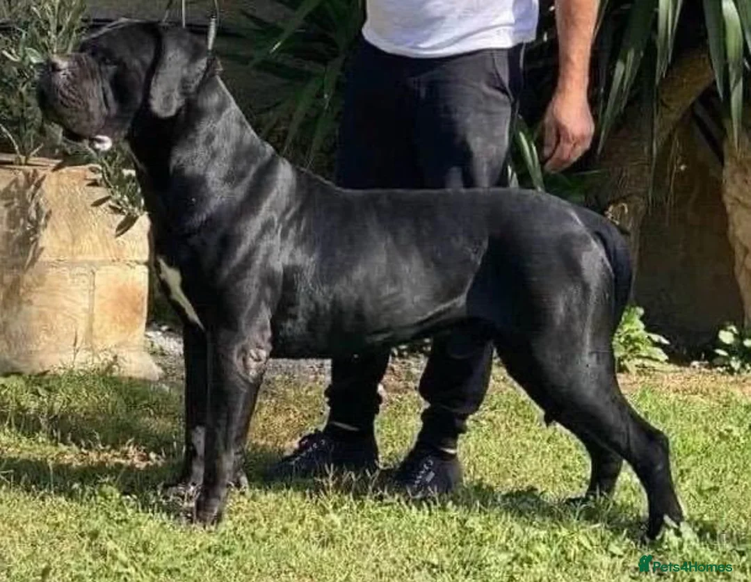 Cane Corso dogs for stud: Pure ICCF and FCI registered champion bloodline  in Isleworth - Advert 2