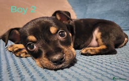 Mixed Breed dogs for sale: Staffordshire Bull Terrier Puppies-Female and Male in Bridgwater - Image 12