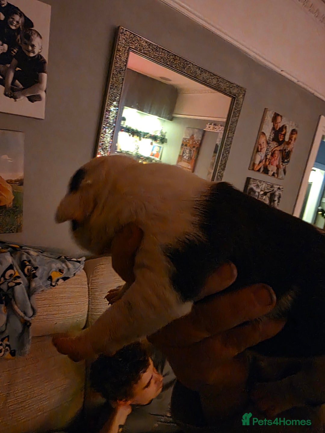 Mixed Breed dogs for sale: Staff x american bulldog puppies - Advert 8