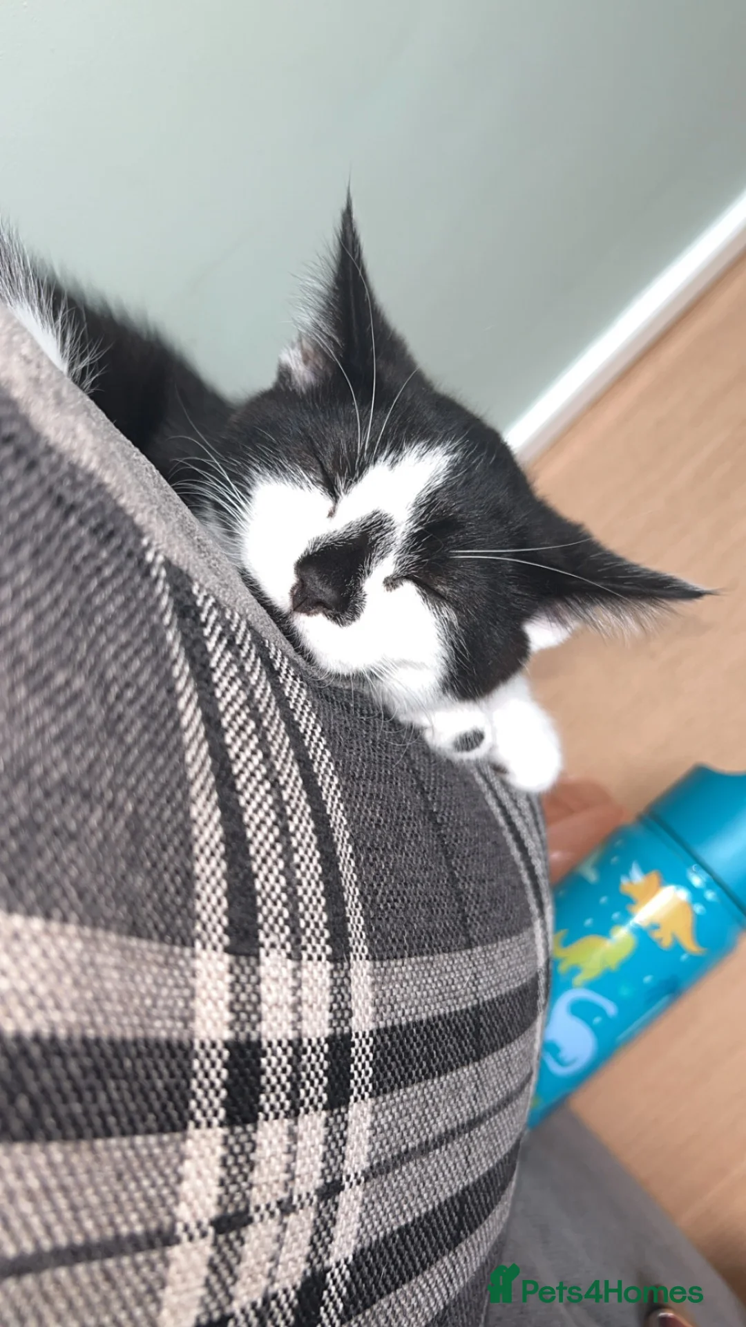 Mixed Breed cats for sale: Male Tuxedo in Rotherham - Advert 2