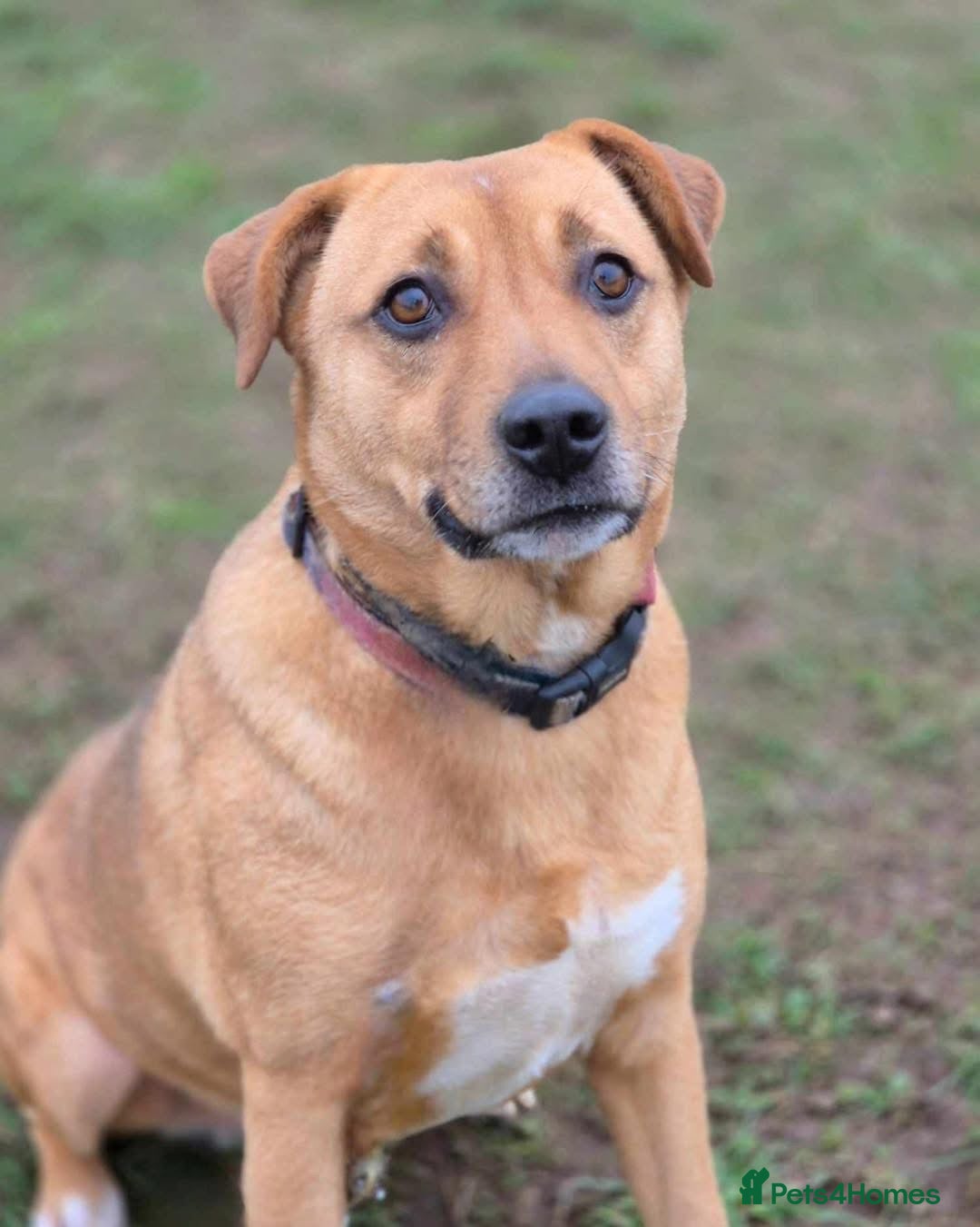 Mixed Breed dogs for adoption: 🧡 Delightful Duffy - once a shell of a dog 🧡 in Kidderminster - Advert 16