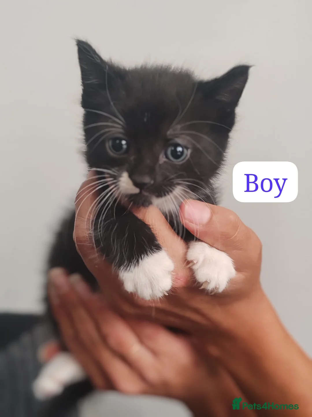 Mixed Breed cats for sale: 5 kittens  - Advert 6