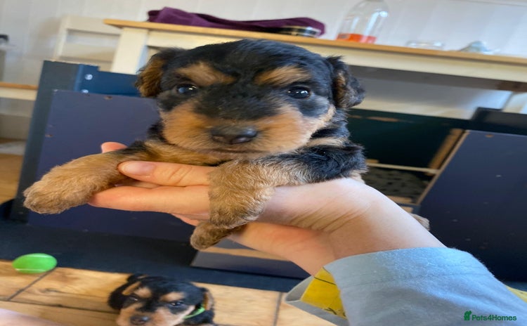 Lakeland Terrier dogs - Advert 2