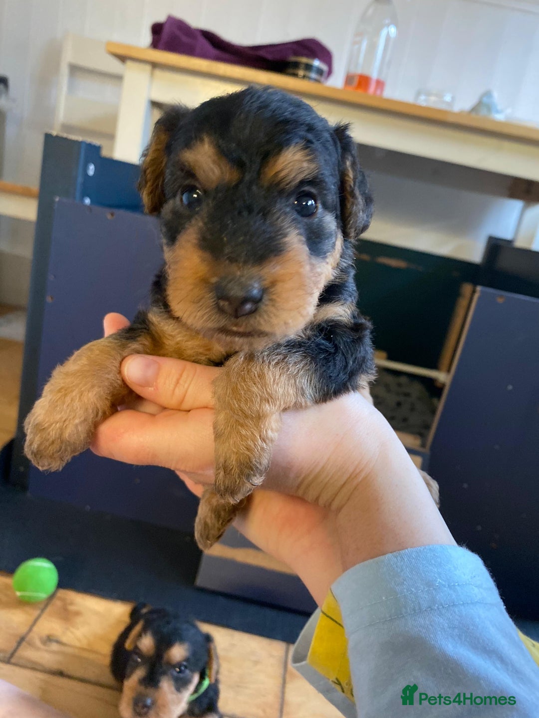 Lakeland Terrier dogs for sale: Lakeland Terrier pups - working style black & tan! - Image 1