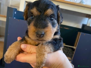 Lakeland Terrier dogs for sale - Advert 1