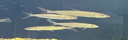 Other/Mixed Breed fish for sale: African tiger fish - Advert 6