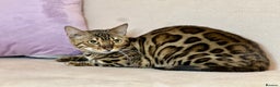 Bengal cats for sale: Bengal Queen  - Advert 27