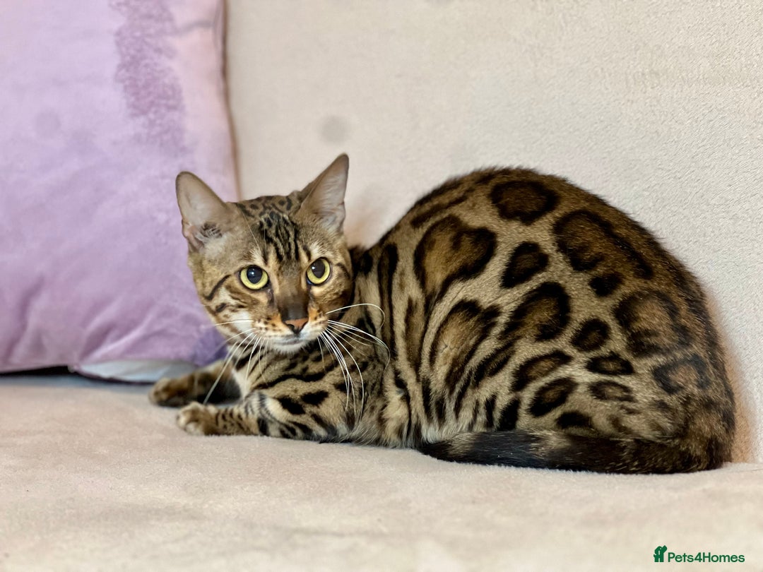 Bengal cats for sale: Bengal Queen  - Advert 27