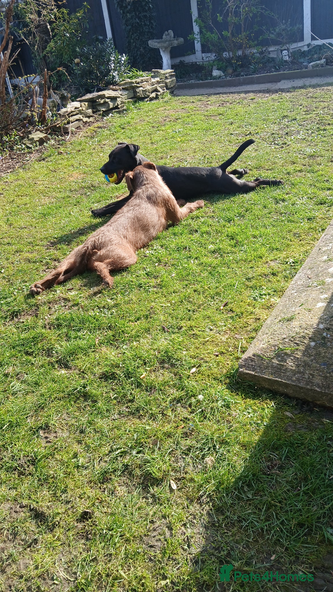 Patterdale Terrier dogs Patterdale  - Advert 1