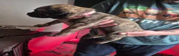 Cane Corso dogs for sale: Cane corso cross tibetan mastiff puppies - Advert 18