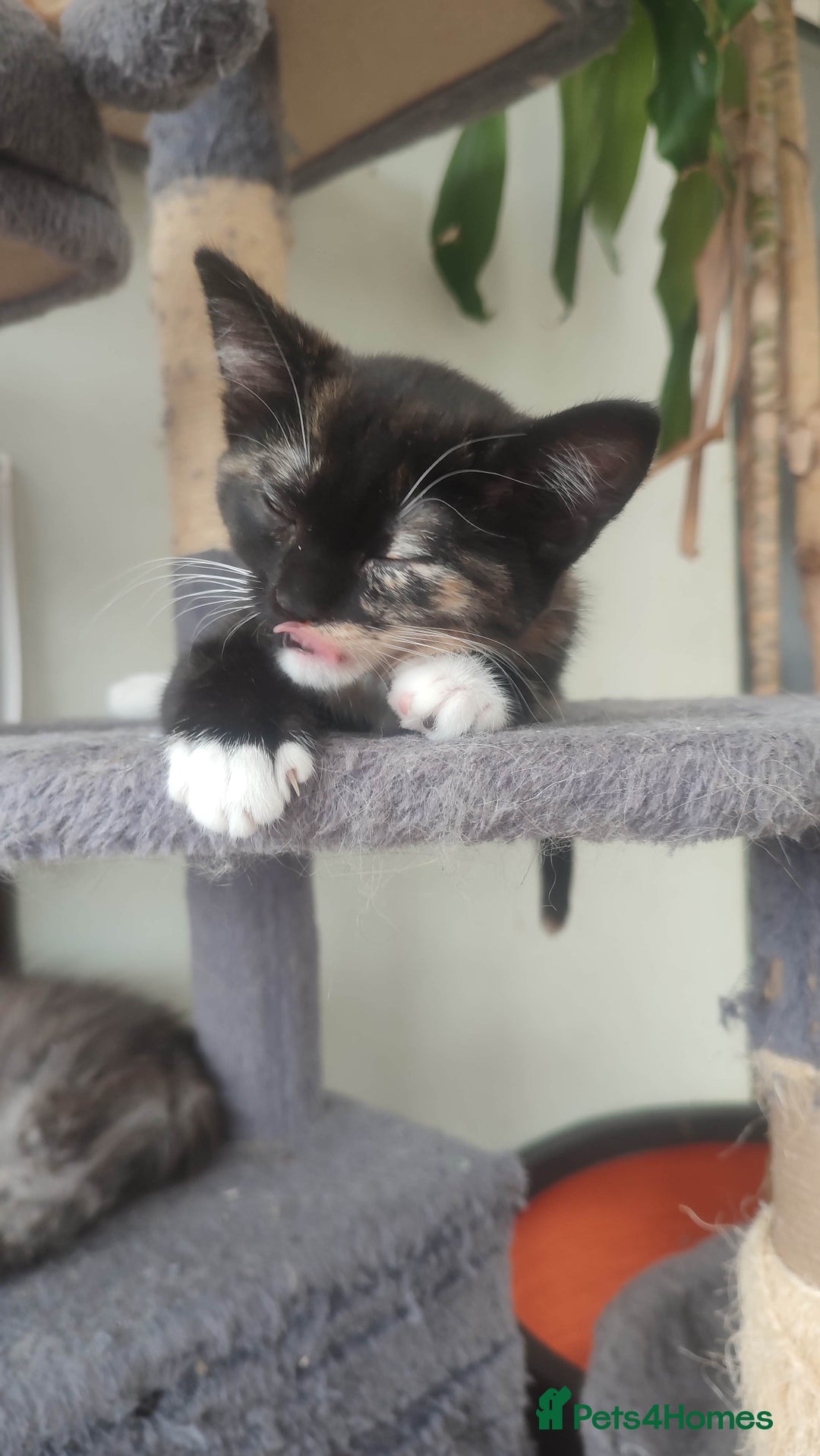 British Shorthair cats for sale: Adorable kittens  in Great Missenden - Image 4