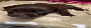 Cocker Spaniel Puppy 4