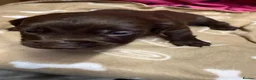 Cocker Spaniel dogs for sale: Chocolate merle and family - Advert 33