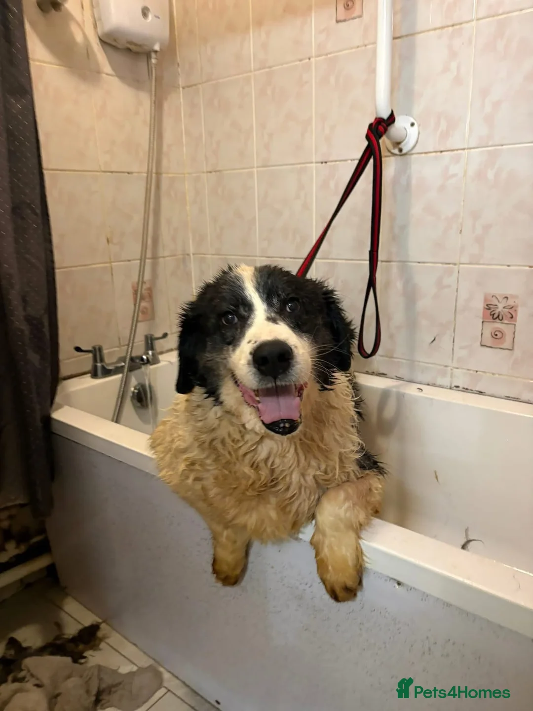 Mixed Breed dogs for adoption: Spiky - Norwich Norfolk  - Advert 12