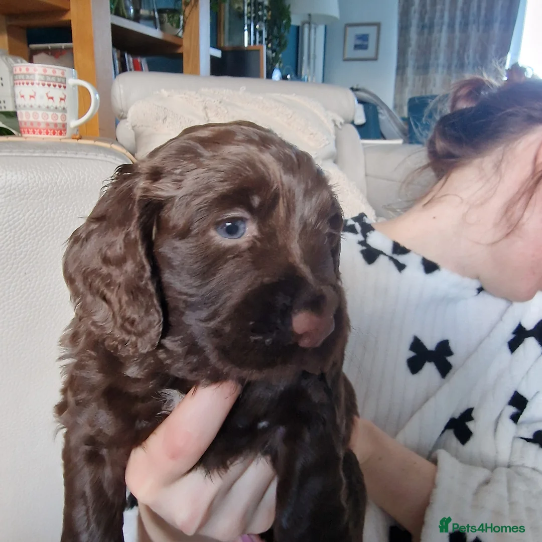Cocker Spaniel dogs for sale: Working Cocker Spaniel, KC ready 8 May - Advert 2