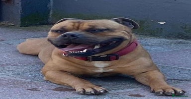 Staffordshire Bull Terrier dogs - Advert 3