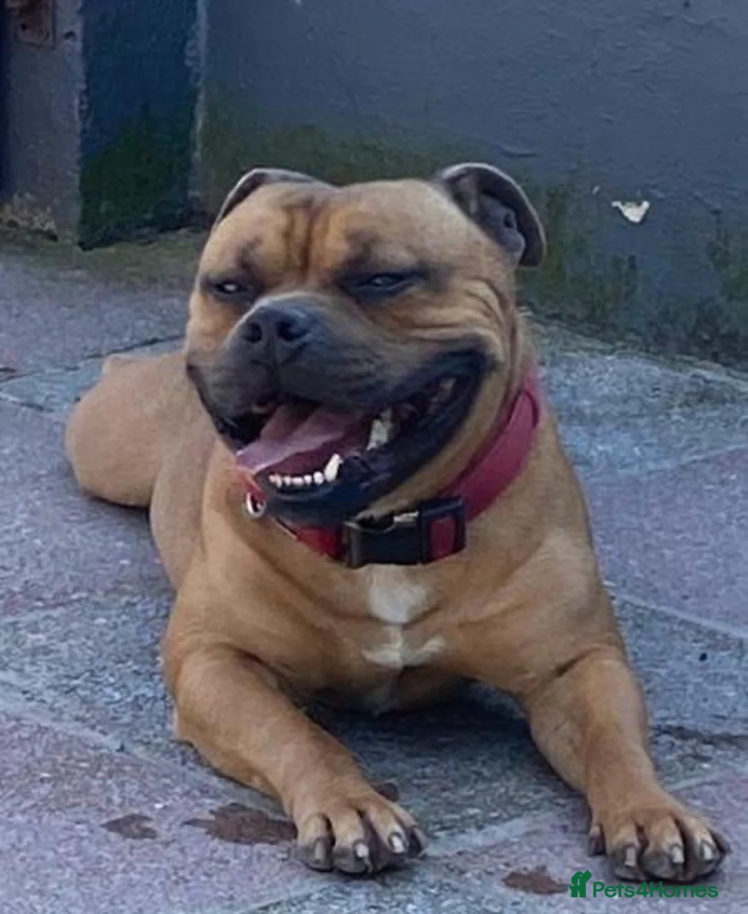 Staffordshire Bull Terrier dogs for stud: Stunning Red Staff For Stud  - Advert 4