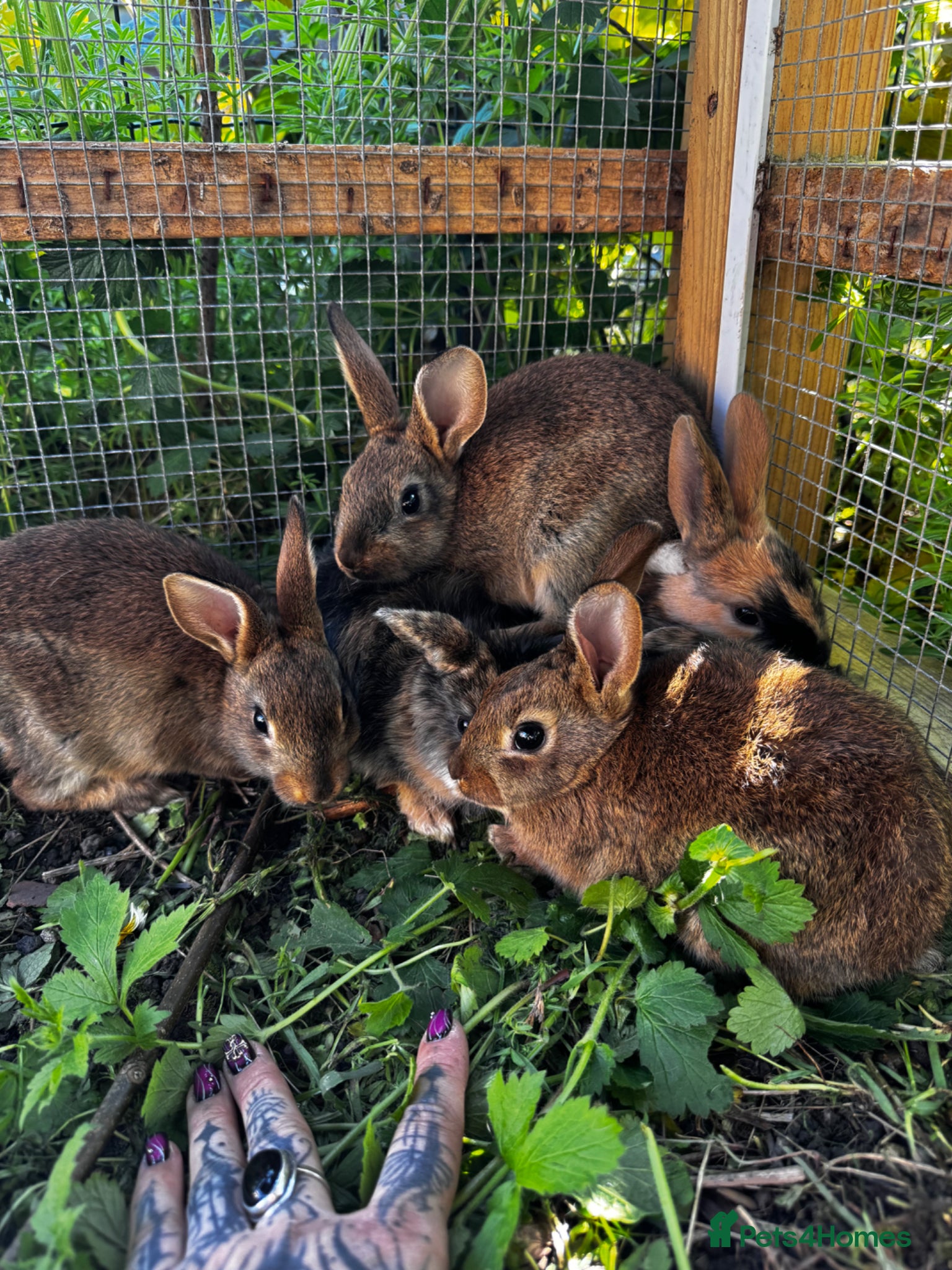 Harlequin rabbits Baby Belgian hares - Advert 7