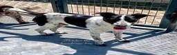Mixed Breed dogs for adoption: Fletcher, 4 yrs approx. Available for adoption. in Brixham - Advert 7