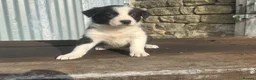 Border Collie dogs for sale: Stunning red / blue / black & white pups - Advert 24
