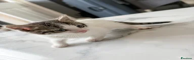 White and grey boy