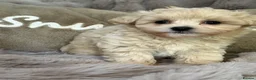 Maltipoo dogs for sale: Maltipoo Babies  - Advert 9