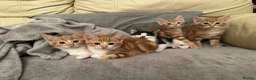 Mixed Breed cats for sale: KITTENS: 3 ginger males and one black white female in Manchester - Advert 12