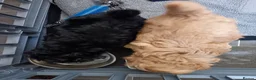 Pomapoo dogs for sale: Goldilocks and 3 little  curly black bears.  in Peterhead - Advert 10