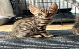 Bengal cats for sale: Pure breed bengals  - Image 8