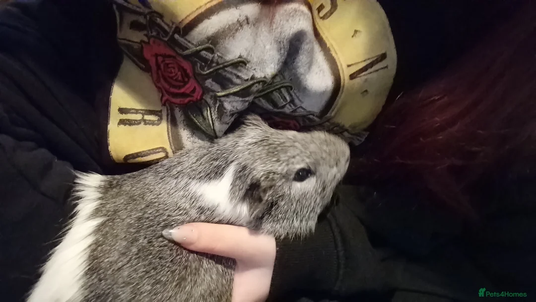 Guinea Pig rodents for sale: Male guinea pig  in Launceston - Advert 2