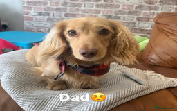 Miniature Dachshund dogs for sale: Cream Miniature Long-Haired Dachshund Puppies - Image 8