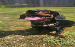 Miniature Dachshund dogs for stud: Miniature Dacshund STUD -FULLY HEALTH & DNA TESTED - Image 3