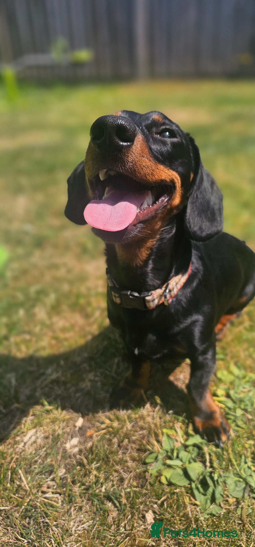 Miniature Dachshund dogs for stud: Miniature Dacshund STUD -FULLY HEALTH & DNA TESTED - Image 3
