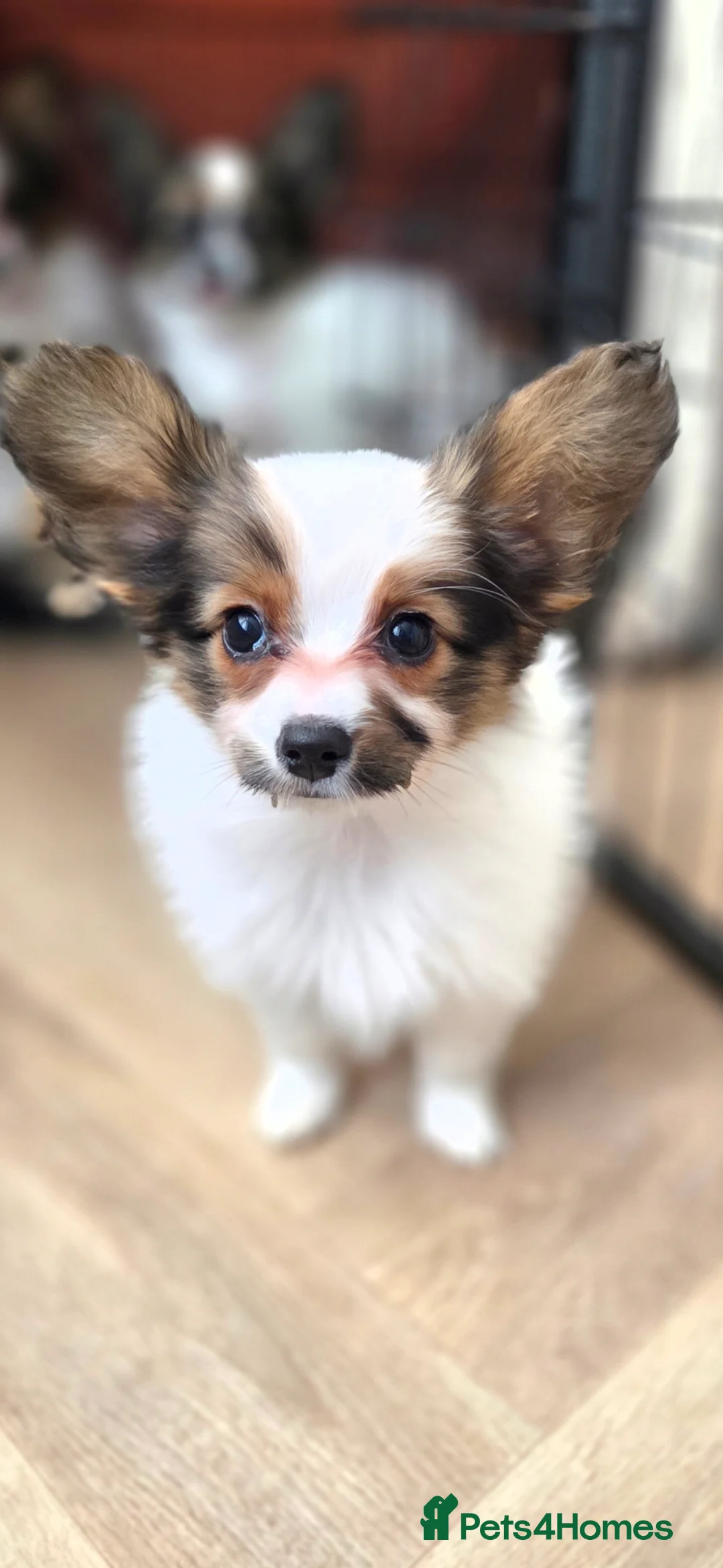 Papillon dogs for sale: Papillon puppy girls - Advert 3