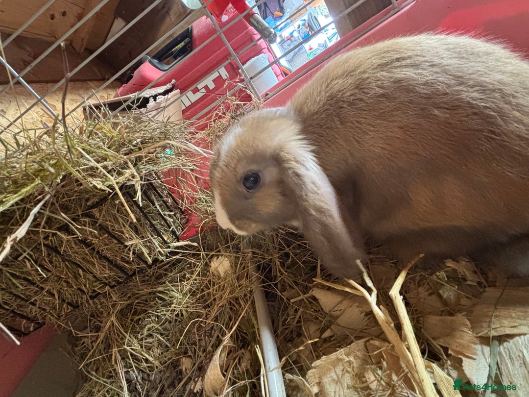 Mixed Breed rabbits for sale: Holland lop x lionhead  - Advert 6