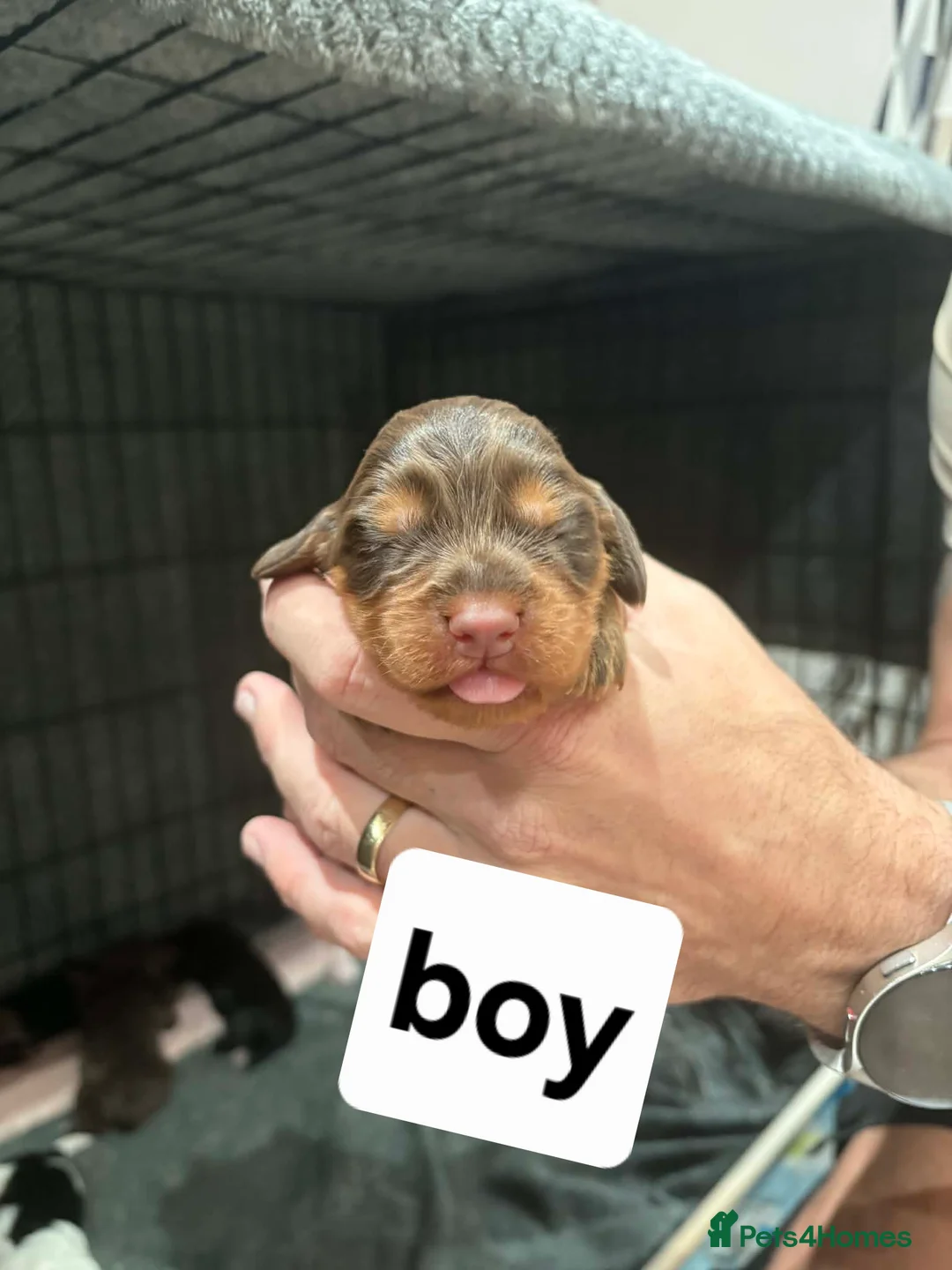 Cocker Spaniel dogs for sale: Stunning mixed colour cocker spaniels - Advert 14