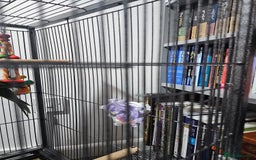 Parakeets birds for sale: Kakariki+Cage+toys+foods+bath+multivitamins+sprays - Image 14