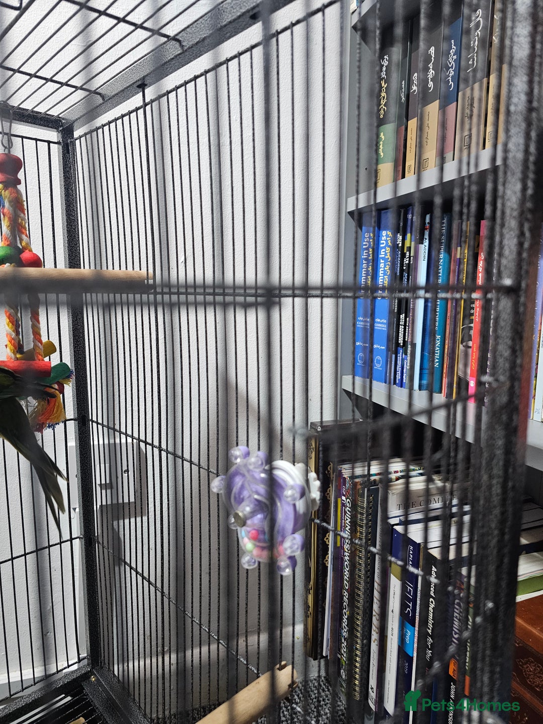 Parakeets birds for sale: Kakariki+Cage+toys+foods+bath+multivitamins+sprays - Image 14