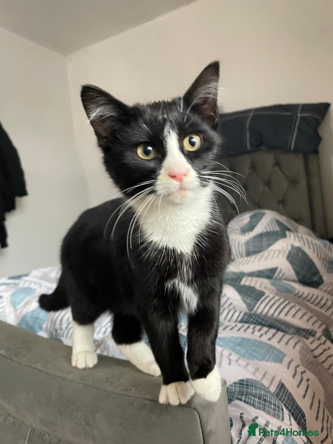 Bombay cats for sale: Adorable 3 Healthy kittens ready for new homes - Image 5