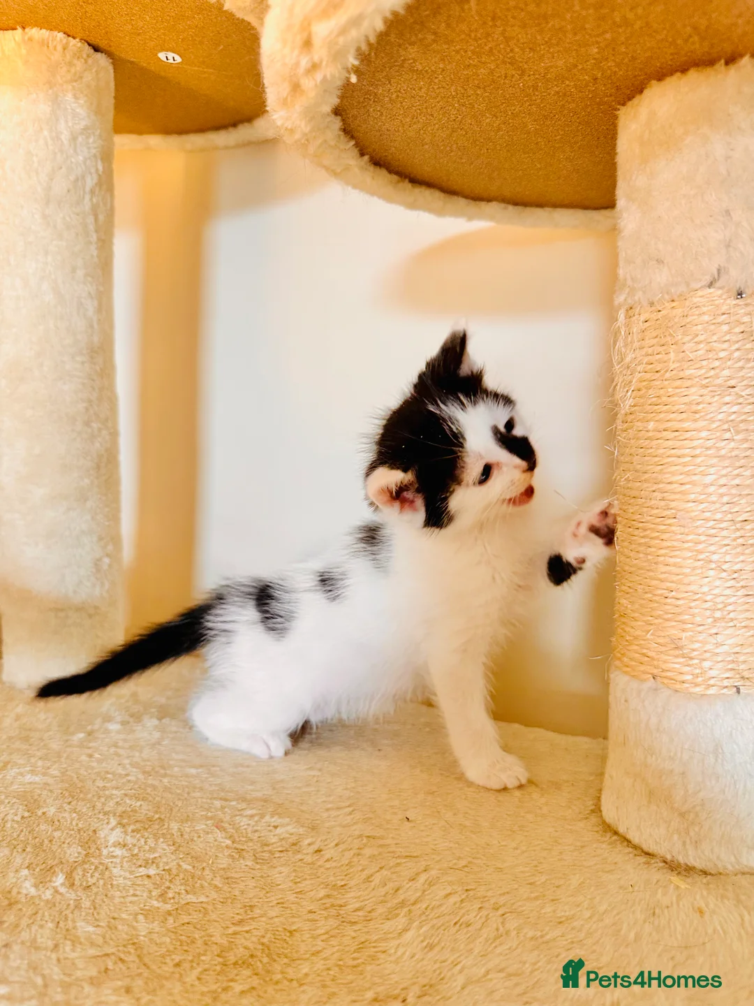 Domestic Shorthair cats for sale: 4 gorgeous kittens and mother - Advert 5