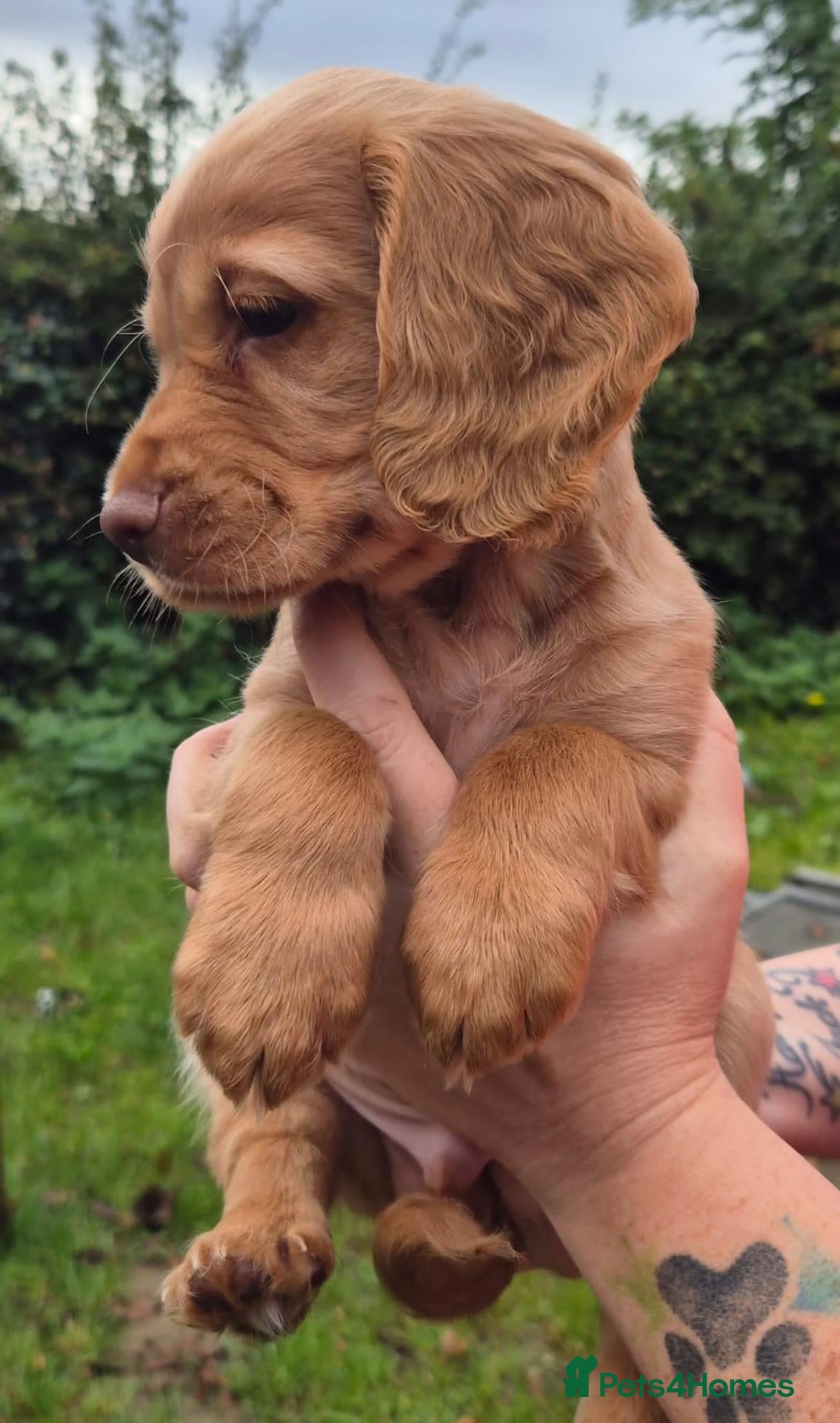 Cocker Spaniel dogs Stunning lemon red and gold cocker spaniel pups - Advert 18