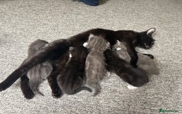 Domestic Shorthair cats for sale: 7 weeks old  - Image 11