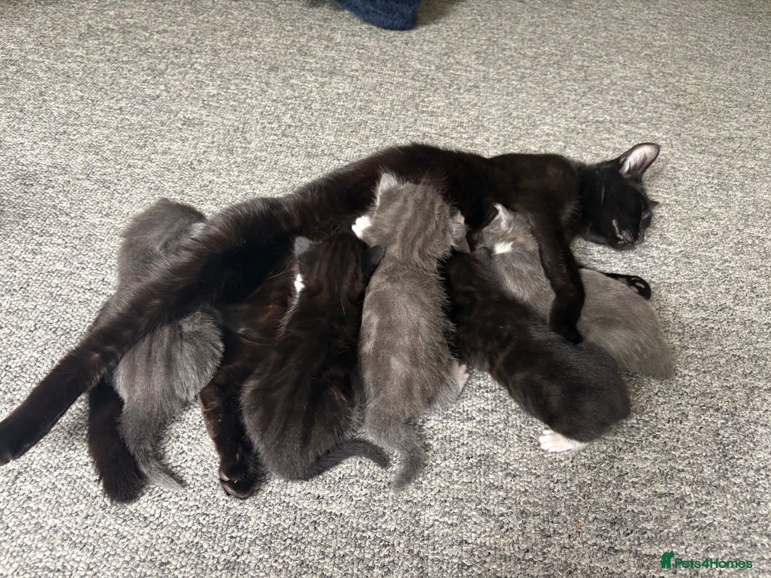 Domestic Shorthair cats for sale: 7 weeks old  - Image 11