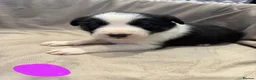 Border Collie dogs for sale: ISDS Border Collie Puppies 🐶 - Advert 6