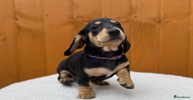 Dachshund dogs - Advert 3