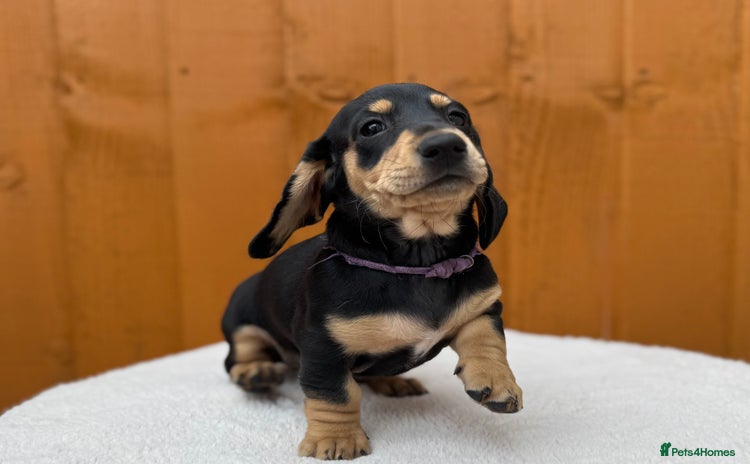 Dachshund dogs - Advert 2