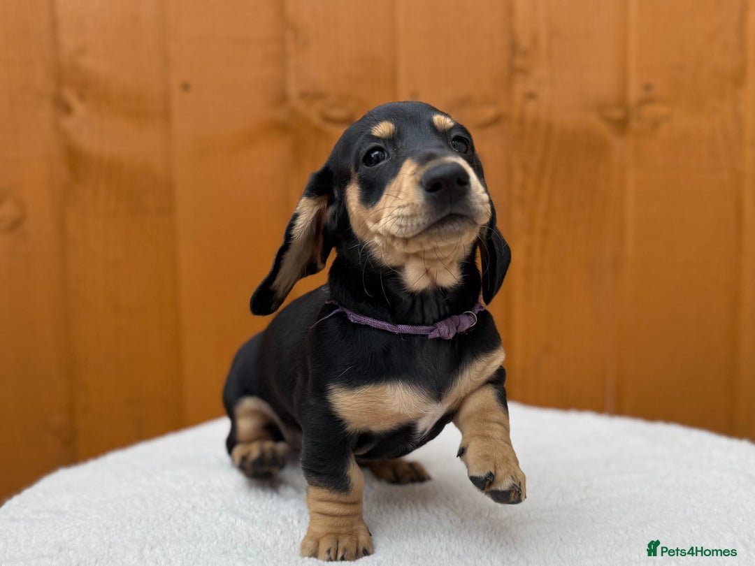 Dachshund dogs for sale: Black & Cream, Chocolate & Cream Dachshund Puppies - Image 2