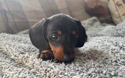 Miniature Dachshund dogs for sale: Last Boy *KC, PRA clear mini Dachshund puppies - Image 28